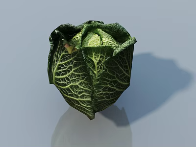 Fresh Green Cabbage Vegetable with Visible Leaf Veins on Light Background 3d model