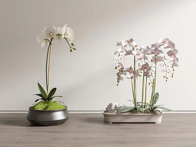 Elegant Orchid Bonsai Potted Plants With White And Pink-White Flowers In Stylish Pots 3d model