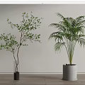 Bonsai Potted Plants With Small Tree And Palm In Transparent And Gray Planters White Wall