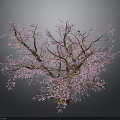Blooming Pink Flowering Tree With Lush Branches Against Gray Background