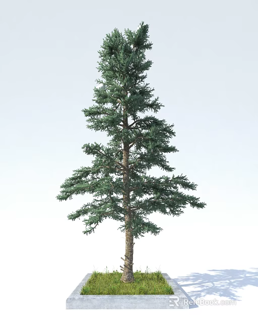 Tall Upright Evergreen Arbor With Green Needle Leaves Sturdy Trunk And Dense Branches 3d model 