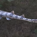 Spotted Aquatic Shark With Multiple Dorsal Fins And Natural Body Features