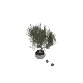 Potted Olive Tree With Twisted Trunk And Lush Green Leaves For Indoor Decoration