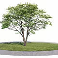 Lush Green Tree With Thick Trunk And Circular Grassy Area Surrounded By Brick Path 3d model