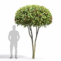 Rounded Arbor with Green Leaves Red Berries Multiple Trunks and Human Figure for Size Reference 3d model