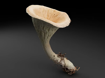 Funnel Shaped Wild Mushroom With Cream Colored Cap White Stem And Root Fibers 3d model