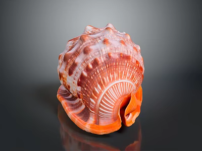 Orange And White Conch With Spiral Shell Shiny Surface And Detailed Texture On Dark Background 3d model