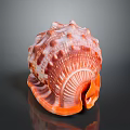 Orange And White Conch With Spiral Shell Shiny Surface And Detailed Texture On Dark Background