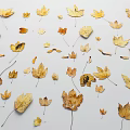 Dried Autumn Plant Leaves In Various Shapes And Colors On White Background