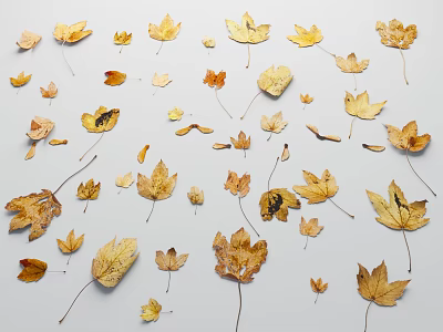 Dried Autumn Plant Leaves In Various Shapes And Colors On White Background 3d model