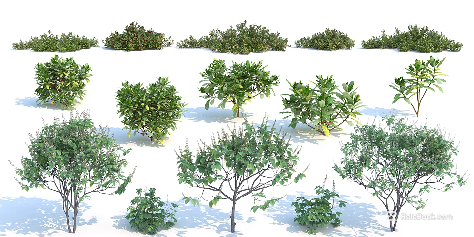 Various Types of Garden Shrubs with Green Foliage and Lush Dense Leaves 3d model 
