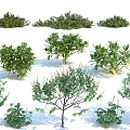 Various Types of Garden Shrubs with Green Foliage and Lush Dense Leaves