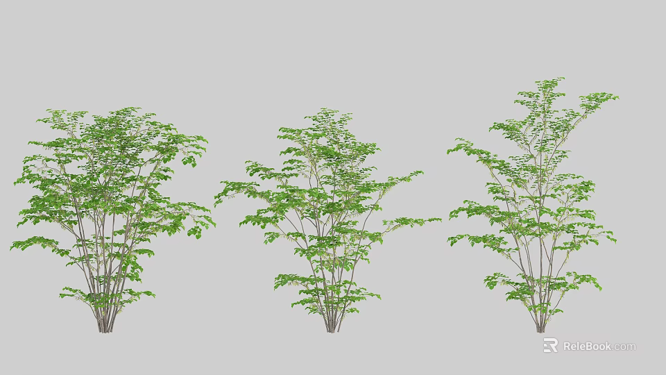 Three Lush Green Leaf Trees in Different Growth Stages for Garden Design 3d model 