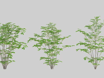Three Lush Green Leaf Trees in Different Growth Stages for Garden Design 3d model