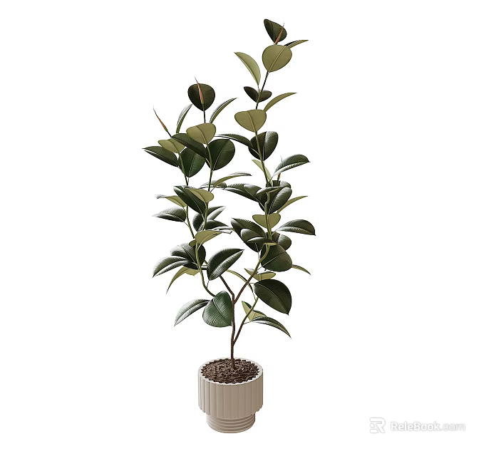 Bonsai Potted Plant With Lush Green Oval Leaves In Minimalist Ceramic Pot For Indoor Decor 3d model 