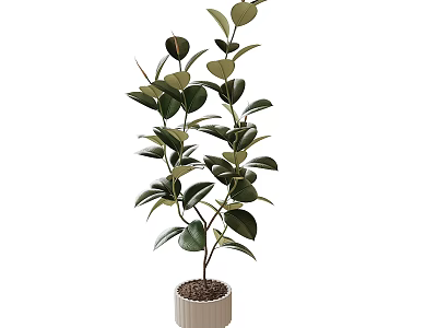 Bonsai Potted Plant With Lush Green Oval Leaves In Minimalist Ceramic Pot For Indoor Decor 3d model