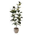 Bonsai Potted Plant With Lush Green Oval Leaves In Minimalist Ceramic Pot For Indoor Decor