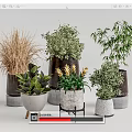Diverse Potted Bonsai Plants Featuring Various Greenery And Stylish Decorative Pots