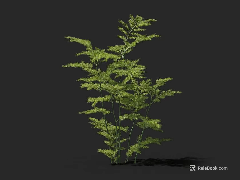 Green Fern Tree With Feathery Leaves And Multiple Stems On Black Background 3d model 