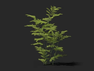 Green Fern Tree With Feathery Leaves And Multiple Stems On Black Background 3d model