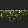 Lush Green Bonsai Plant with Hanging Foliage and Vibrant Leaf Details