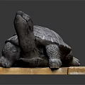 Turtle Shaped Decorative Ornament Set With Textured Shell And Wooden Base 3d model