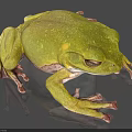 Green Frog 3D Render With Detailed Skin Texture And Realistic Eyes