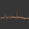 Natural Wooden Driftwood Branch Featuring Rough Surface Spikes And Forks On Dark Background