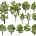 Different Types of Arbor Trees with Green Foliage and Various Sizes