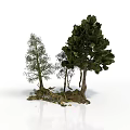 Different Types of Trees with Rocks and Moss at the Base on White Background