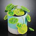Trailing Houseplant with Large Round Green Leaves in Blue and White Decorative Pot