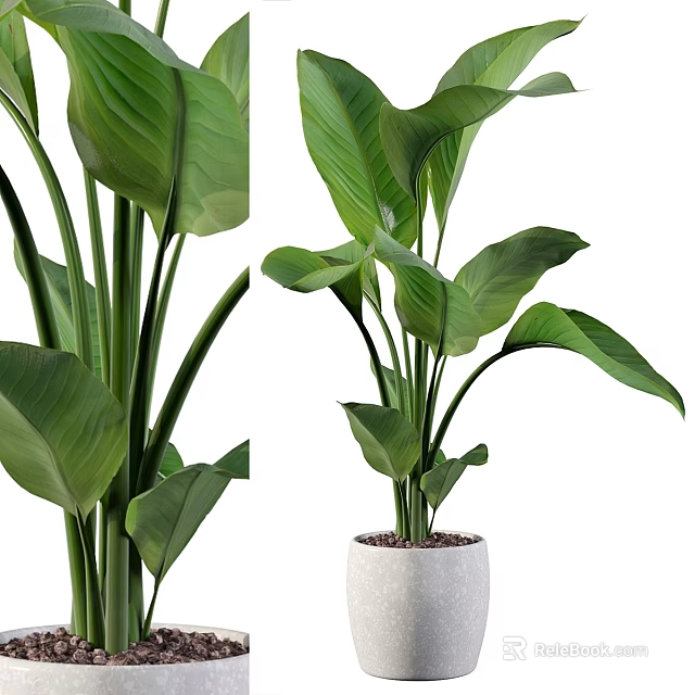 Indoor Garden Accent Piece With Tall Green Plants Large Leaves And White Ceramic Pot 3d model 