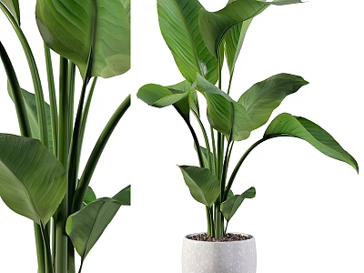 Indoor Garden Accent Piece With Tall Green Plants Large Leaves And White Ceramic Pot 3d model