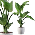 Indoor Garden Accent Piece With Tall Green Plants Large Leaves And White Ceramic Pot