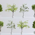 Various Bonsai Potted Plants With Different Shapes In White Ceramic Pots