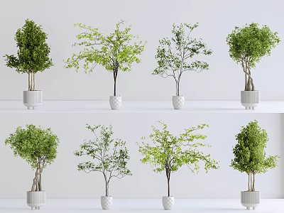 Various Bonsai Potted Plants With Different Shapes In White Ceramic Pots 3d model