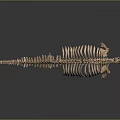 Detailed Medical Device Human Skeleton Model for Anatomical Education and Research