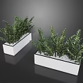 Modern White Rectangular Planters With Green Leafy Potted Plants And White Pebbles 3d model
