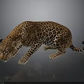 Realistic Crouching Leopard With Spotted Fur And Reflection On Dark Background