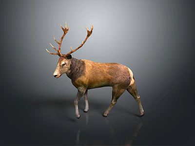 Brown Deer With Large Antlers Standing On Neutral Gray Background 3d model