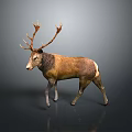 Brown Deer With Large Antlers Standing On Neutral Gray Background