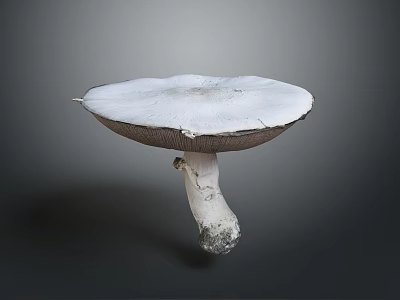 Large White Mushroom With Umbrella Shaped Cap And Textured Stem On Gray Background 3d model