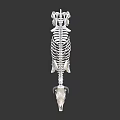 modern skeleton cow skeleton 3d model