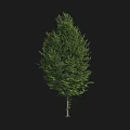 Lush Green Tree With Dense Vibrant Leaves And Strong Straight Trunk 3d model