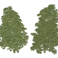 Two Lush Arbor Trees With Dense Green Foliage And Light Colored Trunks