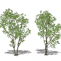 Modern Tree Landscape Tree 3d model
