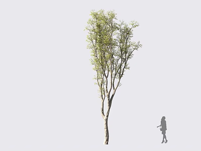 Tall Arbor Tree With Green Leaves And Silhouette Figure In Outdoor Natural Environment 3d model