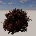Lush Round Shrub With Red And Green Foliage For Garden Landscaping