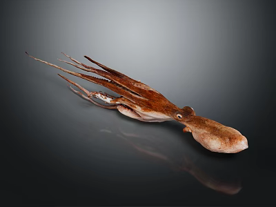 Raw Squid With Extended Tentacles On Dark Reflective Background Close Up 3d model