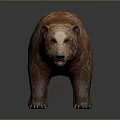 Realistic Brown Bear Model With Detailed Fluffy Fur And Standing Posture 3d model